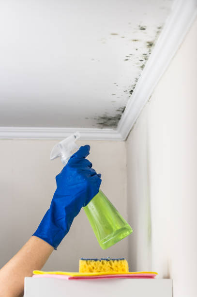 Mold Documentation for Insurance Claims